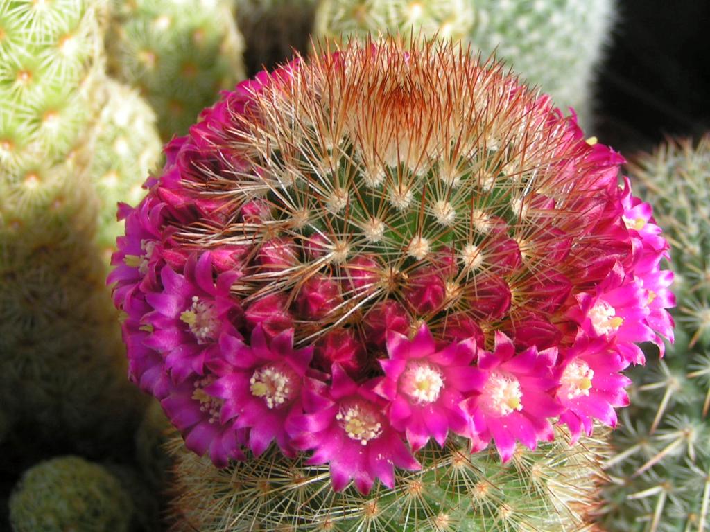 Mammillaria pilcayensis v. chrysodactyla